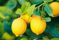 Is a Lemon a Fruit or a Vegetable Is a Lemon a Fruit or a Vegetable